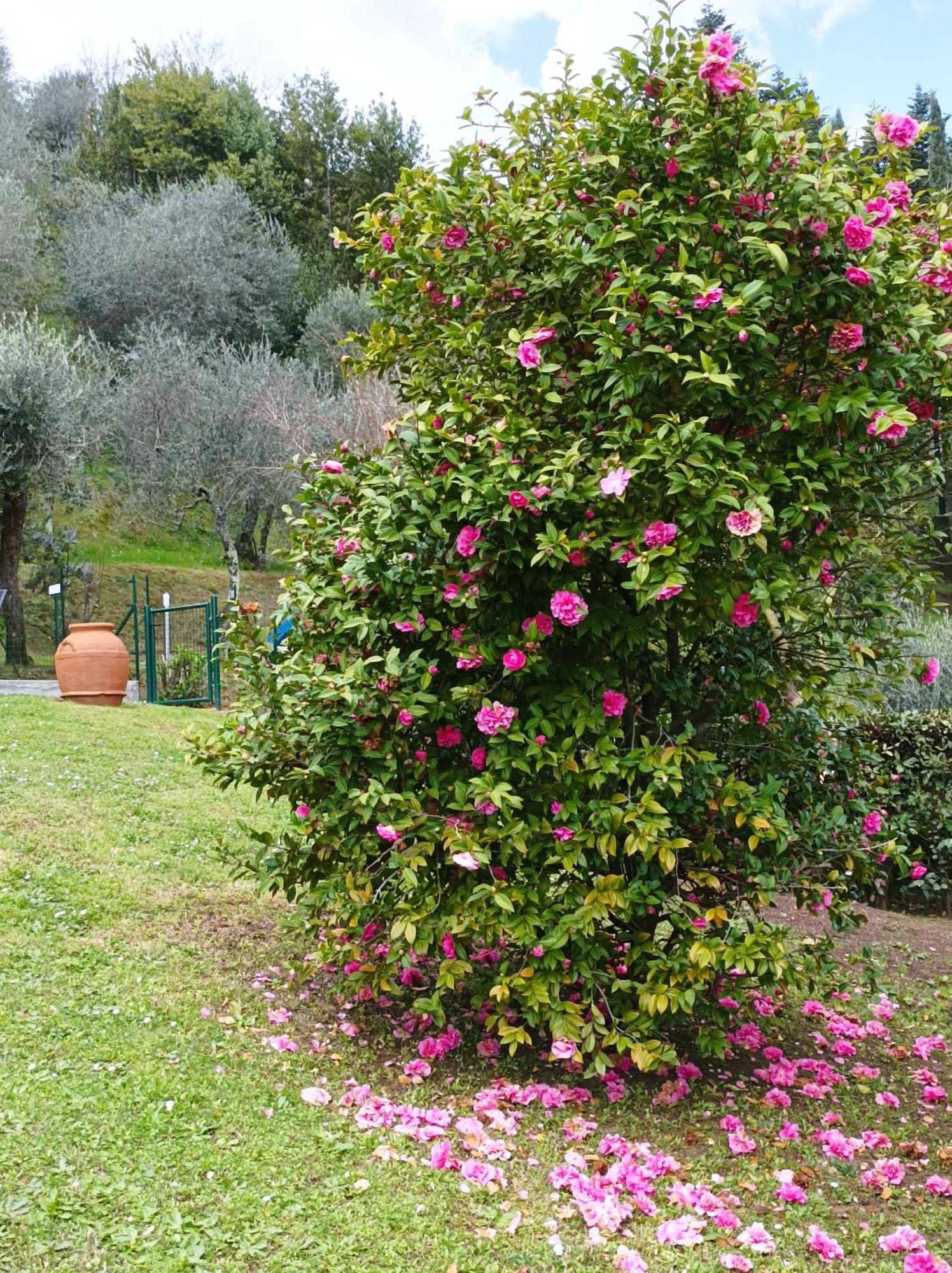 Villa Camelia Tuscany Pescia Exteriér fotografie